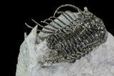 Spine-On-Spine Koneprusia Trilobite - Spectacular #93865-3